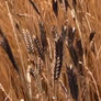 Einkorn Flour